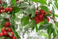 Sweet cherry red berries on a tree branch close up Royalty Free Stock Photo