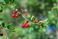 Sweet cherry red berries on a tree branch close up Royalty Free Stock Photo