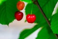 Sweet cherry red berries on a tree branch close up Royalty Free Stock Photo