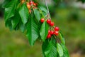 Sweet cherry red berries on a tree branch close up Royalty Free Stock Photo