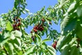 Sweet cherry red fruits berries hanging on a tree branch close up ready to eat sweet delicious Royalty Free Stock Photo