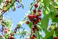 Sweet cherry red fruits berries hanging on a tree branch close up ready to eat sweet delicious Royalty Free Stock Photo