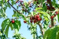 Sweet cherry red fruits berries hanging on a tree branch close up ready to eat sweet delicious Royalty Free Stock Photo