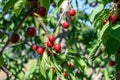 Sweet cherry red fruits berries hanging on a tree branch close up ready to eat sweet delicious Royalty Free Stock Photo