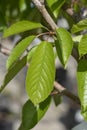 Sweet cherry tree Bigarreau Napoleon