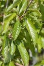 Sweet cherry tree Bigarreau Napoleon