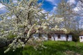 sweet cherry tree in generous blossom in the sun, small white flower and buds on thin twigs, white cloud in April spring Royalty Free Stock Photo