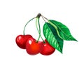 Sweet cherry twig with three berries and leaves isolated on white watercolor illustration