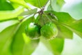 Sweet cherry two green unripe Royalty Free Stock Photo