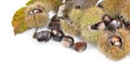 Sweet chesnuts and shell on white Royalty Free Stock Photo