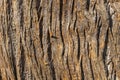 Sweet chestnut Castanea sativa brown tree bark Royalty Free Stock Photo