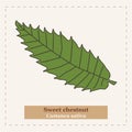 Sweet chestnut - Castanea sativa