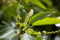 Sweet Chestnut (Castanea sativa)