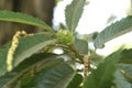 Sweet chestnut, Castanea sativa, fruit tree Royalty Free Stock Photo