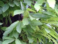 Sweet chestnut, Castanea sativa, fruit tree Royalty Free Stock Photo