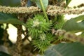 Sweet chestnut, Castanea sativa, fruit tree Royalty Free Stock Photo