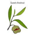 Sweet chestnut Castanea sativa