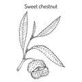 Sweet chestnut Castanea sativa
