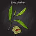 Sweet chestnut Castanea sativa