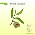 Sweet chestnut Castanea sativa