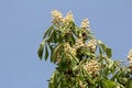 Sweet chestnut or Castanea sativa substantial long lived deciduous tree with oblong lanceolate boldly toothed leaves and dense