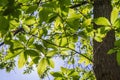 The Sweet chestnut tree Royalty Free Stock Photo