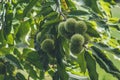 Sweet chestnut fruits hanging on tree in Portugal Royalty Free Stock Photo