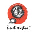 Sweet Chestnut isolated sketchy style Vector illustration Hand drawn design of chestnuts