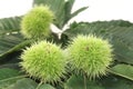 Sweet chestnut Royalty Free Stock Photo