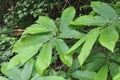 Sweet Chestnut Leaves Royalty Free Stock Photo