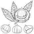 Sweet chestnut plant and fruit. Vector black and white coloring page