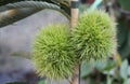 Sweet chestnut Royalty Free Stock Photo