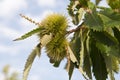 Sweet chestnut tree Royalty Free Stock Photo