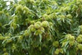 Sweet chestnut tree Royalty Free Stock Photo