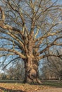 Sweet Chestnut tree at Acton public park, Very old large tree with a huge tree trunk on grassland, The giant grandfather tree at Royalty Free Stock Photo