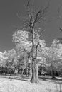 Sweet chestnut tree Royalty Free Stock Photo