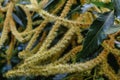 Sweet Chestnut tree in blossom Castanea sativa Royalty Free Stock Photo