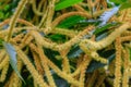 Sweet Chestnut tree in blossom Castanea sativa