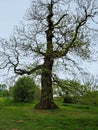 Sweet chestnut tree, Castanea sativa, in early spring Royalty Free Stock Photo