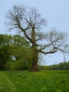 Sweet chestnut tree, Castanea sativa, in early spring Royalty Free Stock Photo