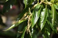 Sweet chestnut tree (Castanea sativa) Royalty Free Stock Photo