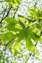 The Sweet chestnut tree Royalty Free Stock Photo