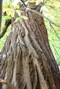 Sweet chestnut tree Royalty Free Stock Photo