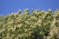 SWEET CHESTNUT TREE castanea sativa, VENDEE IN FRANCE Royalty Free Stock Photo