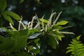 Sweet chestnut tree in flower Royalty Free Stock Photo
