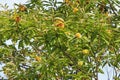 Sweet chestnut tree with fruits Royalty Free Stock Photo