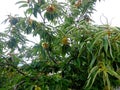 Sweet chestnut, tree with fruits Royalty Free Stock Photo