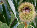 Sweet chestnut, tree with fruits Royalty Free Stock Photo