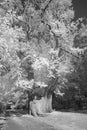 Sweet chestnut tree in infrared Royalty Free Stock Photo