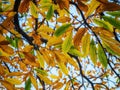 Sweet Chestnut Tree Leaves Royalty Free Stock Photo